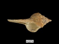 藏品(土豚拳螺)的圖片